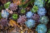 Skalniak w swoim ogrodzie – jakie rośliny wybrać wiosną